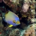 angelfish_queen_sh_jar_h_0245_cub2882.jpg